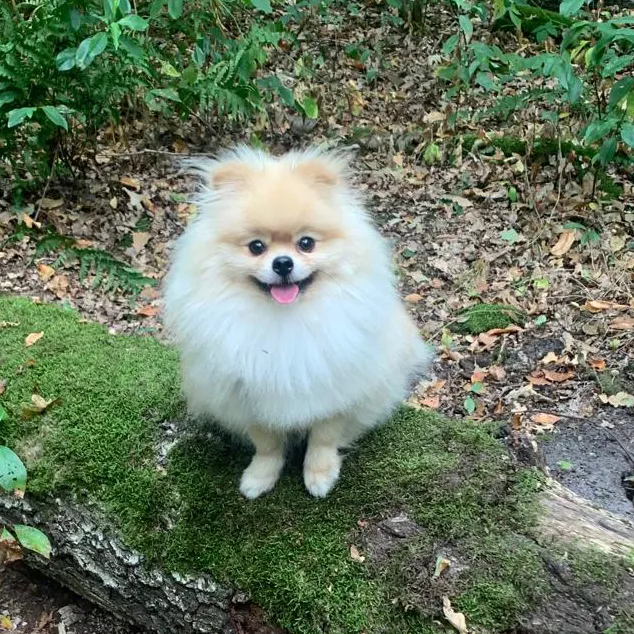 Fluffy – Präsentator & Feelgood-Manager